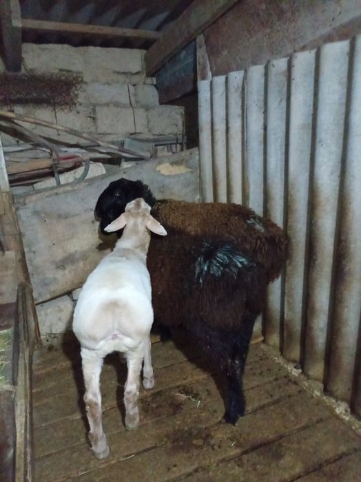 Семіз тоқтылар сатылады