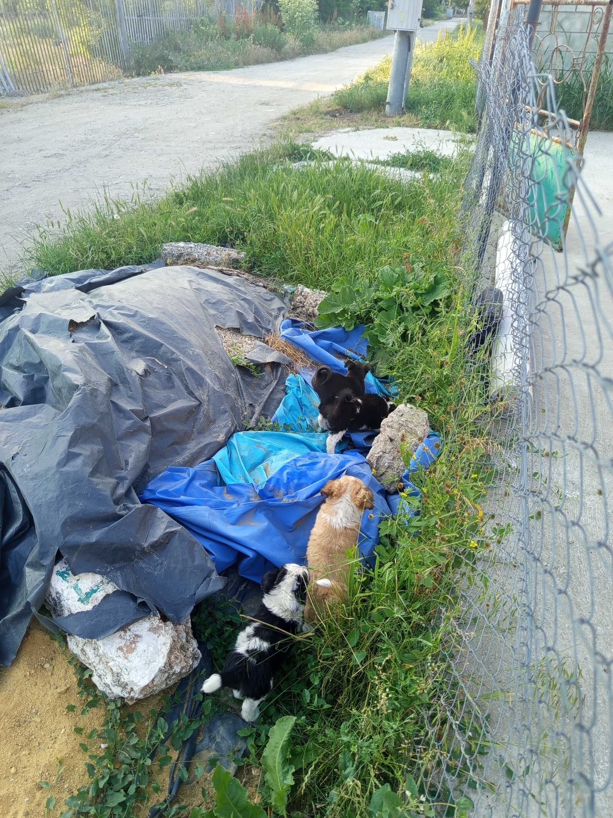 Продавам тези две кучета черно и бяло само