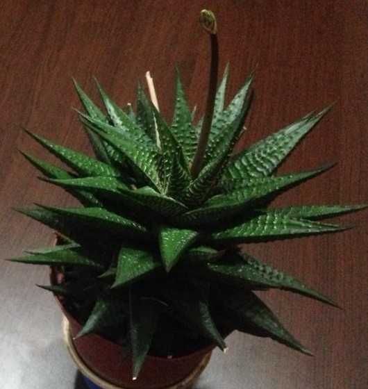 Plante ornamentale de apartament: aloe