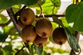 Kiwi rezistent .
