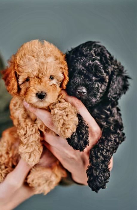 Шикарные щенки той пуделя