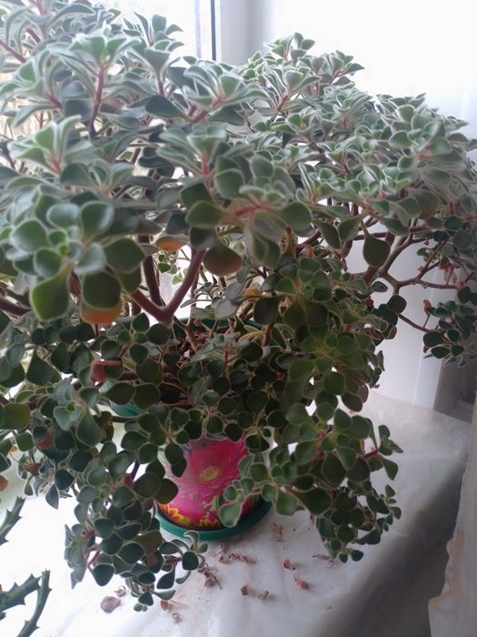 Аихризон комнатный.