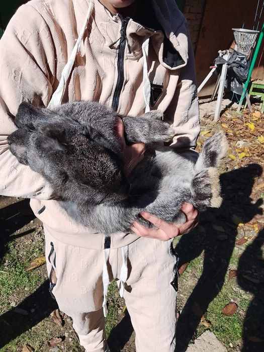 Vând iepuriță 5 luni jumate