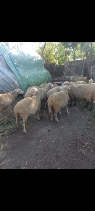 Vând 10 oii de tăiat