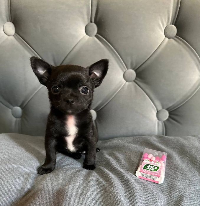 К  продаже готовятся прекрасные чистокровные МИНИ  ЧИХУАХУА