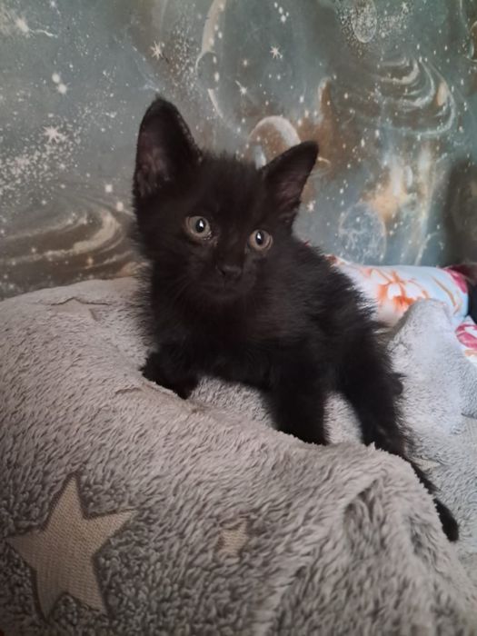 Котята симпотульки