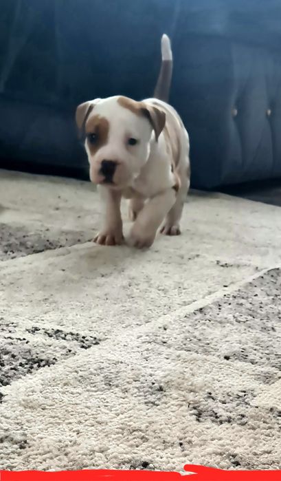 American Staffordshire Terrier