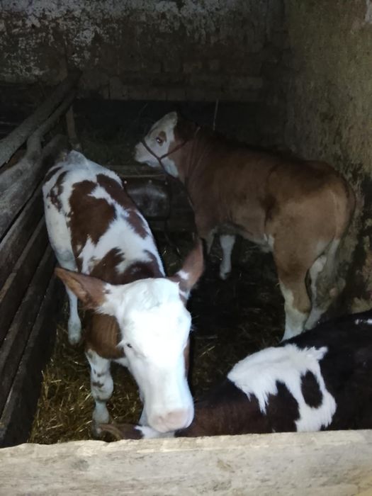 De vânzare viței de diferite marimi