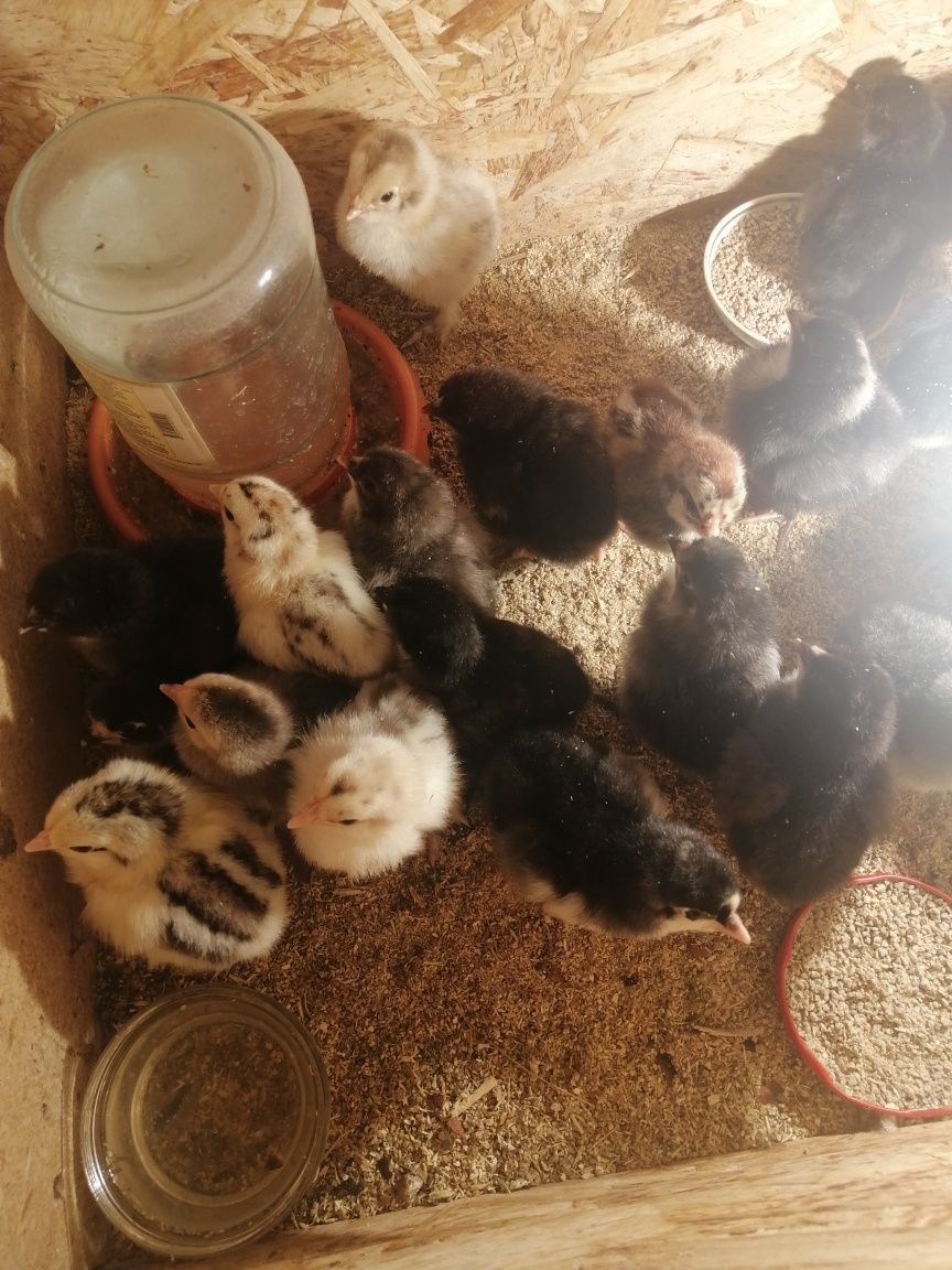 Продам цветных цыплят от домашних кур разных возрастов и пород
