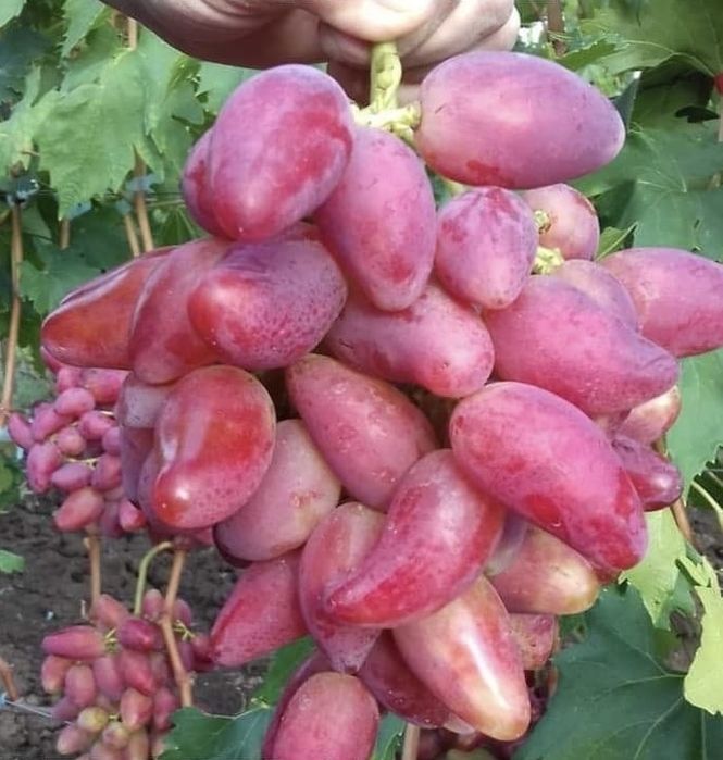Butași Viță De Vie Certificați Anul 3 De Vegetație