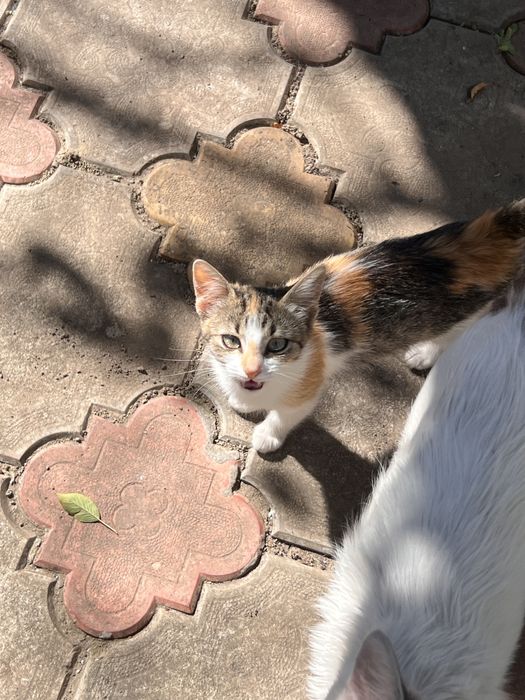 Adoptie pui pisica