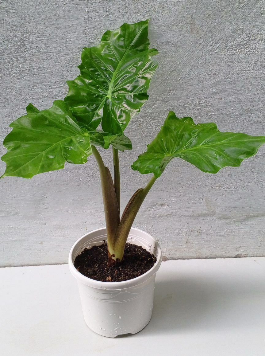 Алоказия Лоу Райдер (Alocasia Low Rider). Экзотические цветы для дома.