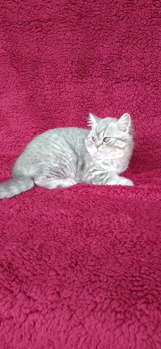 Pisicuta british shorthair blue taby