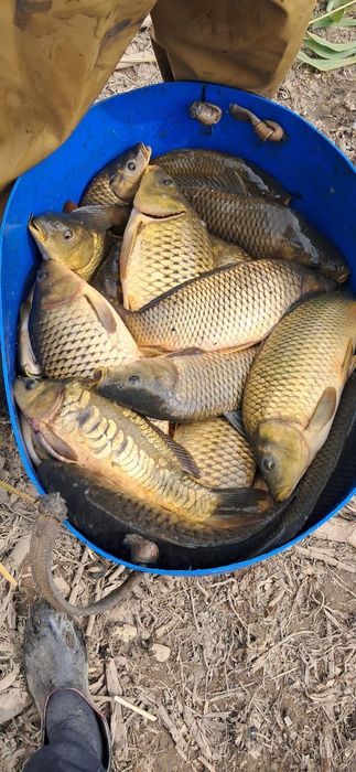 Карп рыба свежая оптом и в розницу