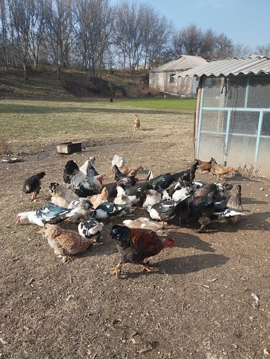 Продаются индоутки, курицы, петухи