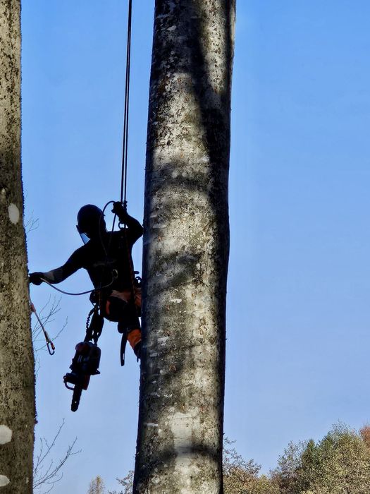 Toaletari-Taieri copaci