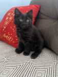 Pui de pisica neagra Angora Turceasca