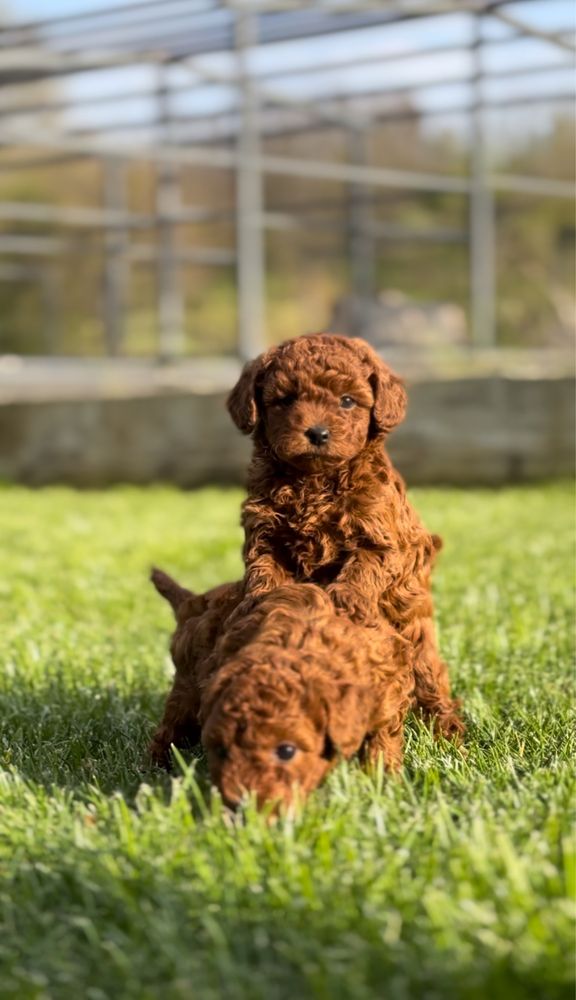 Пудел мини (Poodle Mini)