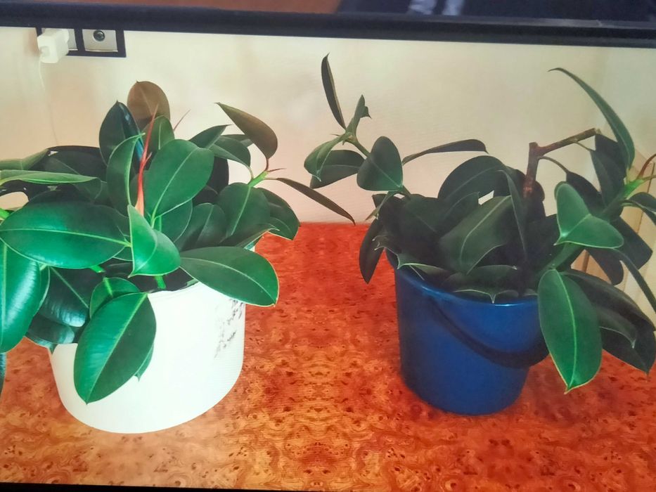 Отростки фикуса каучуконосного