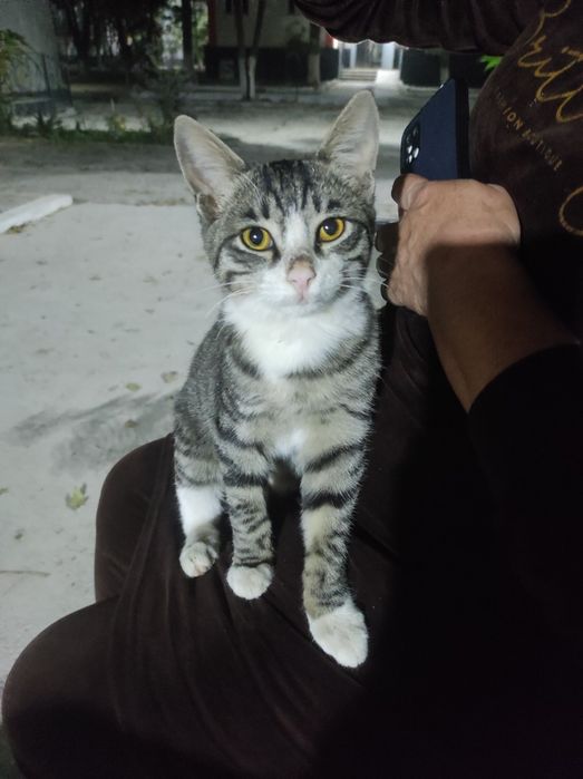 Пристраиваются классные котики  два мальчика и одна девочка