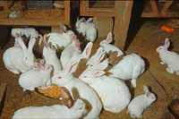 Продам кроликов .