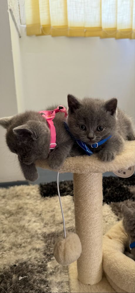 Pufoseni british Shorthair blue