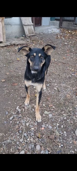 Лео ищет дом. Доставлю!