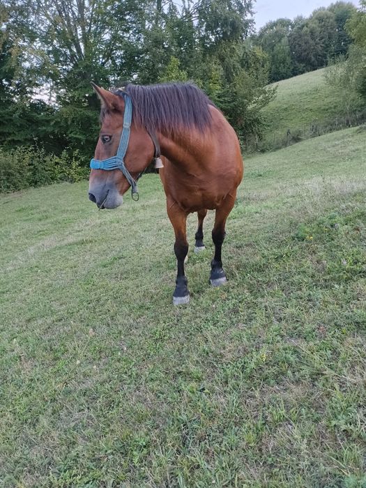 Vând cal frumos și blând