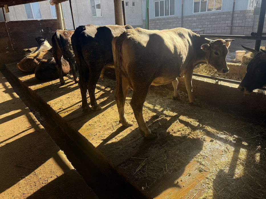 продам коров молочной породы