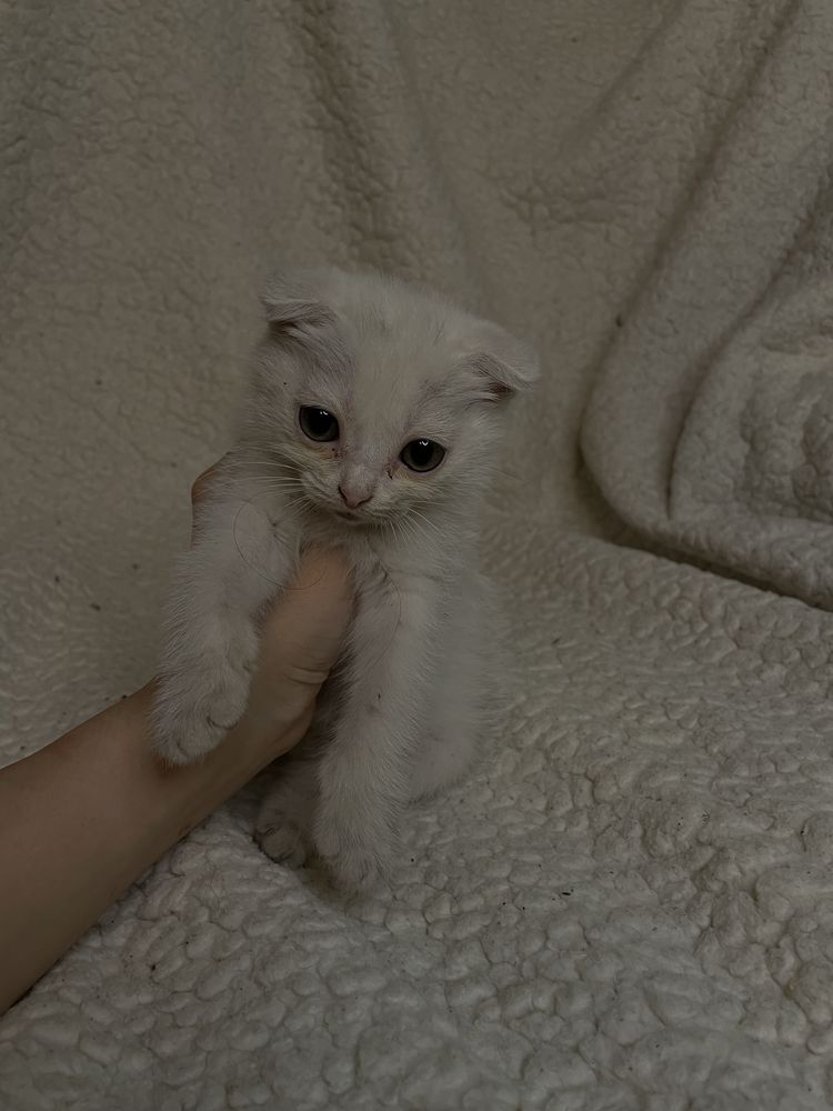 Продам котенка метис