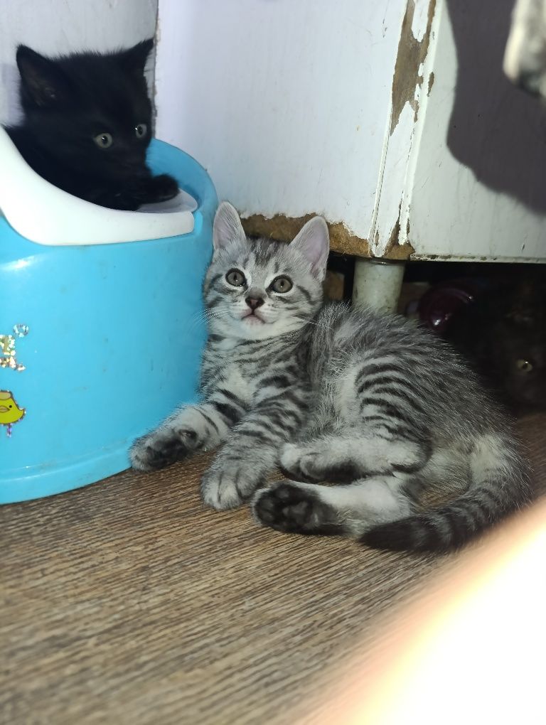 Котята.1.5 месяца