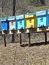 Vand stupi de albine cu tot cu cutie nu sa scos inca mierea 8-10 rame