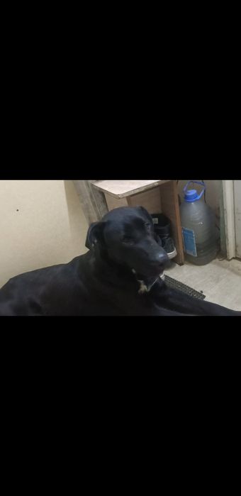 Отдам собаку породы   дворнягу с лабрадором  хорошим хозяевам
