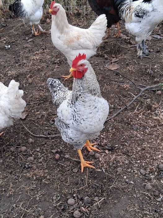 Cocoși  tineri de casă