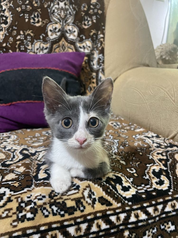 Отдаем котят БЕСПЛАТНО