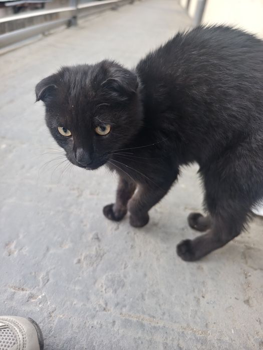 Отдам кота, бесплатно