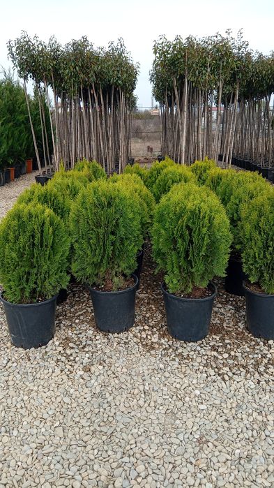 Tuia smarald pon pon spirale