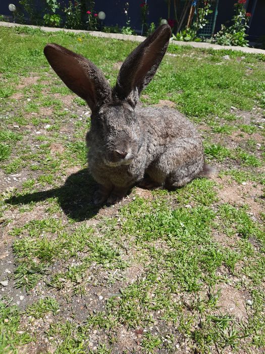 Vând iepurași de rasă