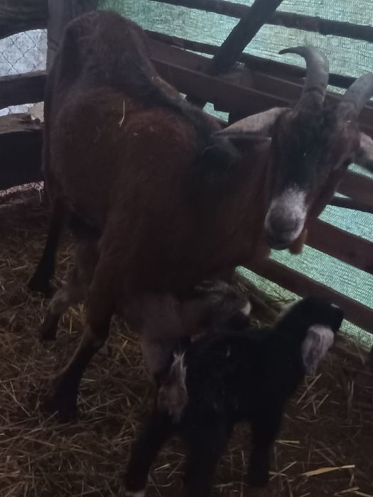 Capre și ieduțe de vânzare!