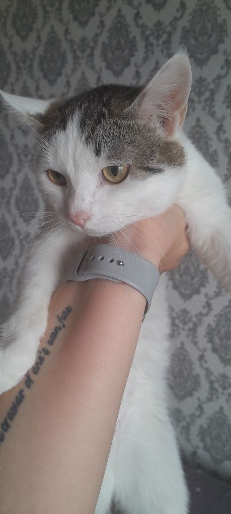 Срочно раздам котят