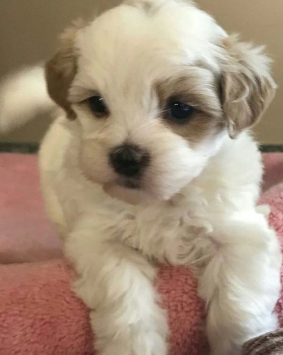 Bichon havanez 800 lei