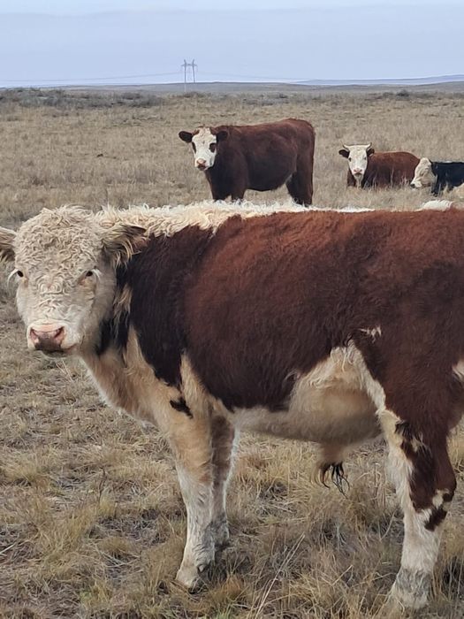 Полтарашка быки букалар