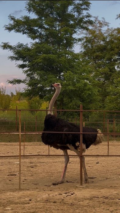 Pui de struț negru african