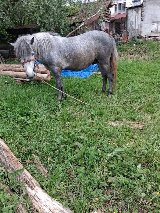 Vând armăsar sau schimb