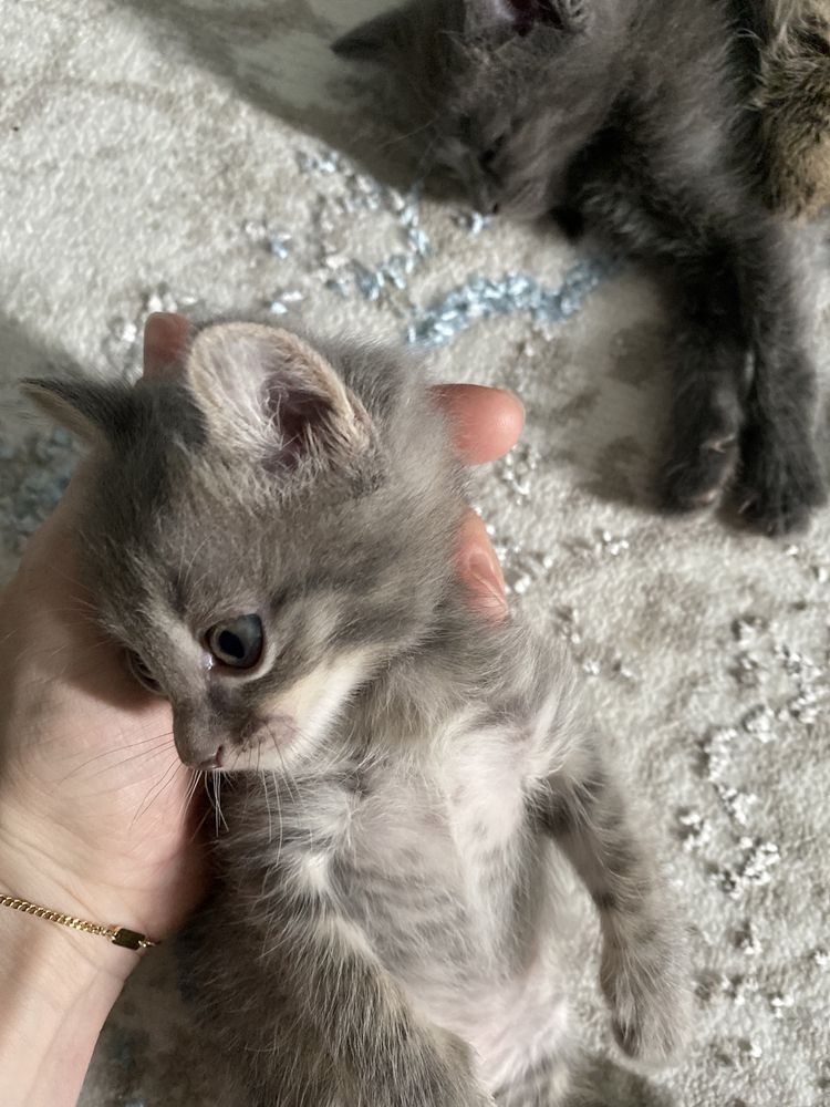 Ищем дом котятам