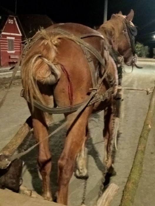 Vând iapa de 6 ani garantat la orice
