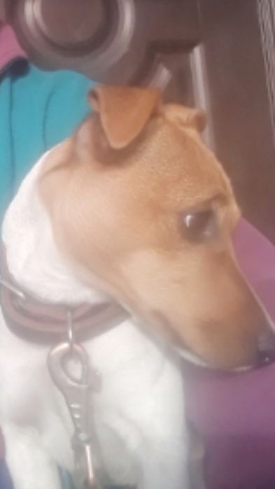 Джек рассел терьер