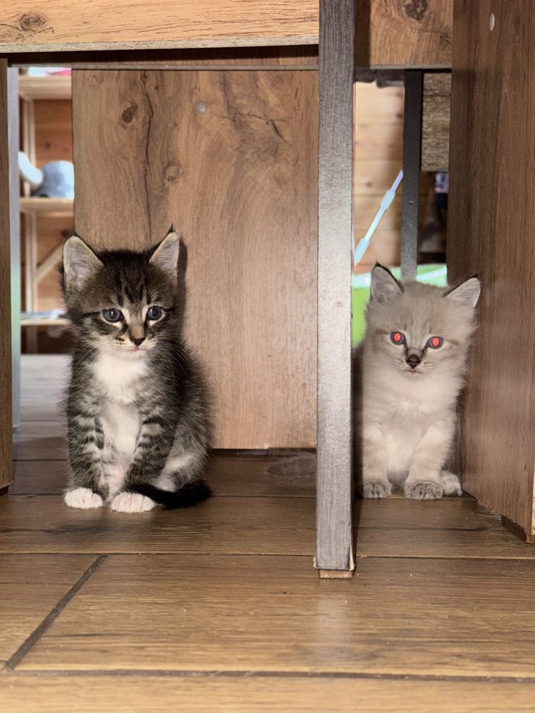 Котяток отдадим 2 месяца