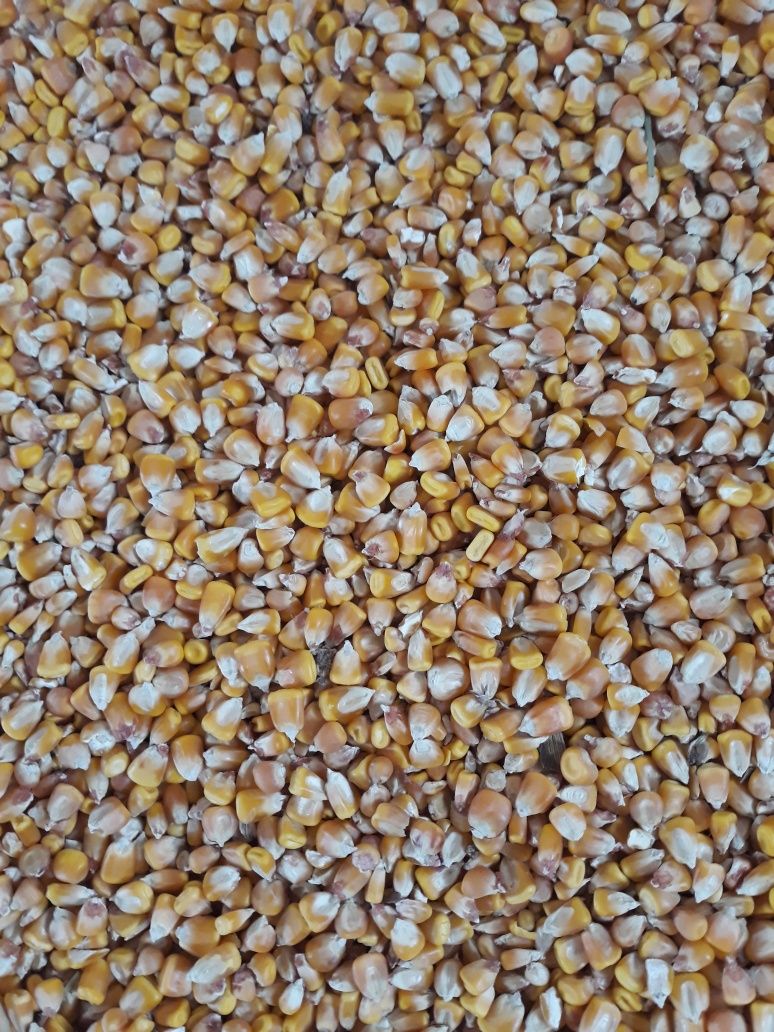 Cereale : porumb, grâu, ovăz (în cantități mari),orz, fl soarelui.