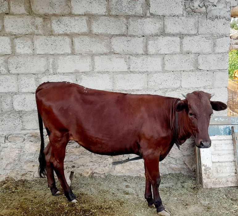 Soĝlom baquvvat ĝunojin